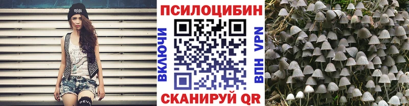 Купить где  Мценск  Галлюциногенные грибы Psilocybe 